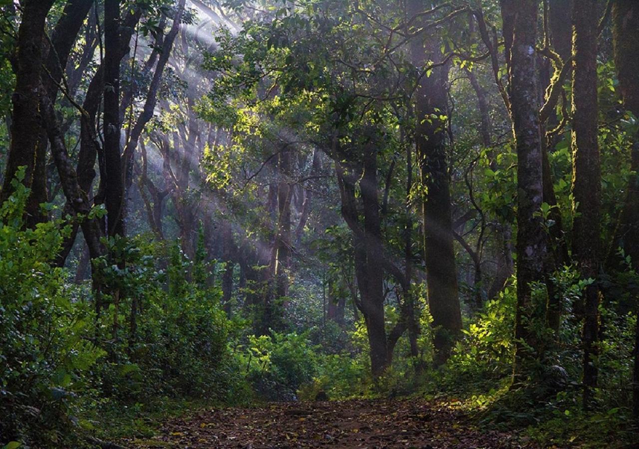 The Tamara Coorg Hotel Kakkabe Екстериор снимка